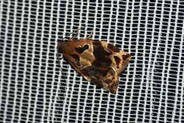 Image of variegated golden tortrix