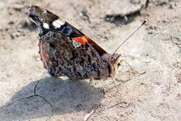 Imagem de Vanessa atalanta Linnaeus 1758