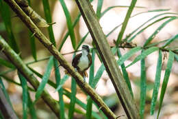 Image of Bicolored Antbird