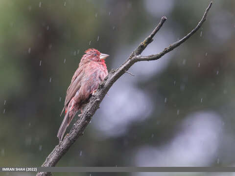 Plancia ëd Carpodacus rhodochlamys (Brandt & JF 1843)