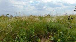 Image of Needle Grass