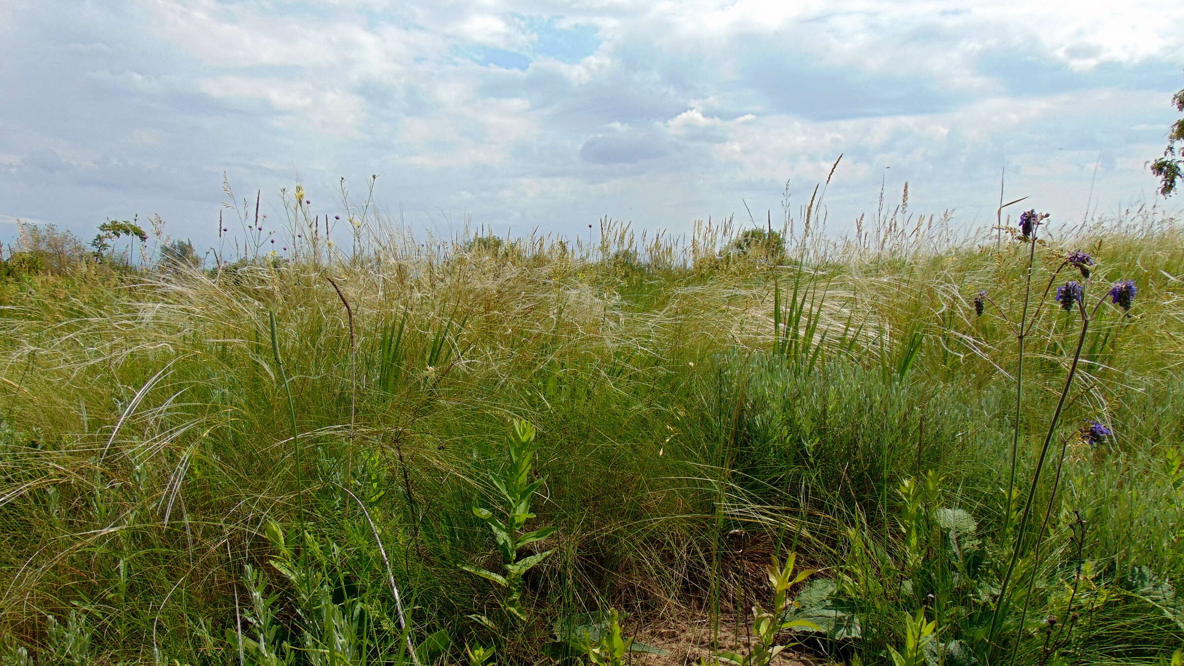 Image of Needle Grass