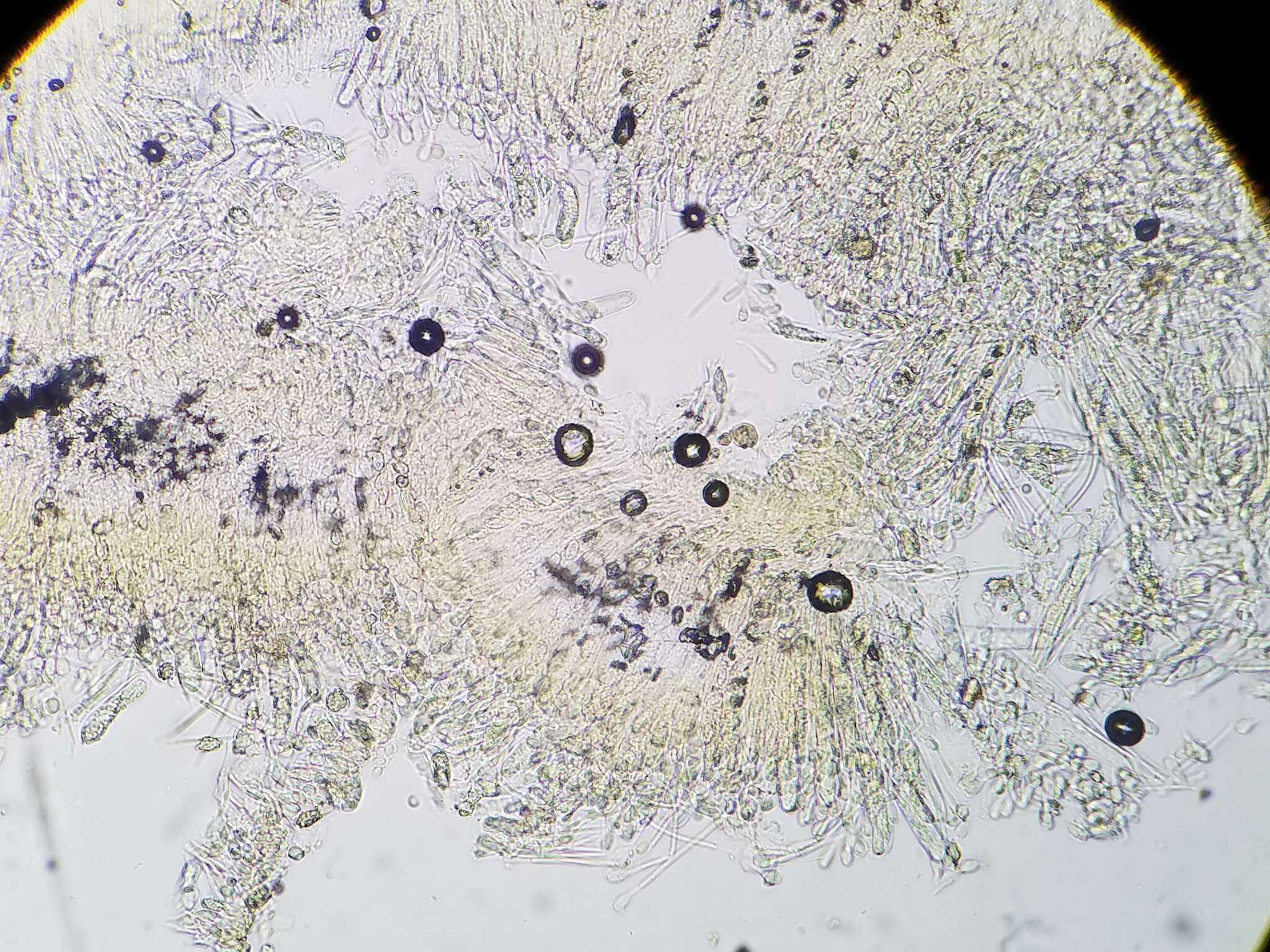 Image of Melastiza cornubiensis (Berk. & Broome) J. Moravec 1992