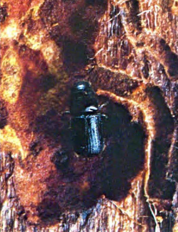 Image of Round-headed Pine Beetle