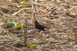 Image of Chinese Blackbird