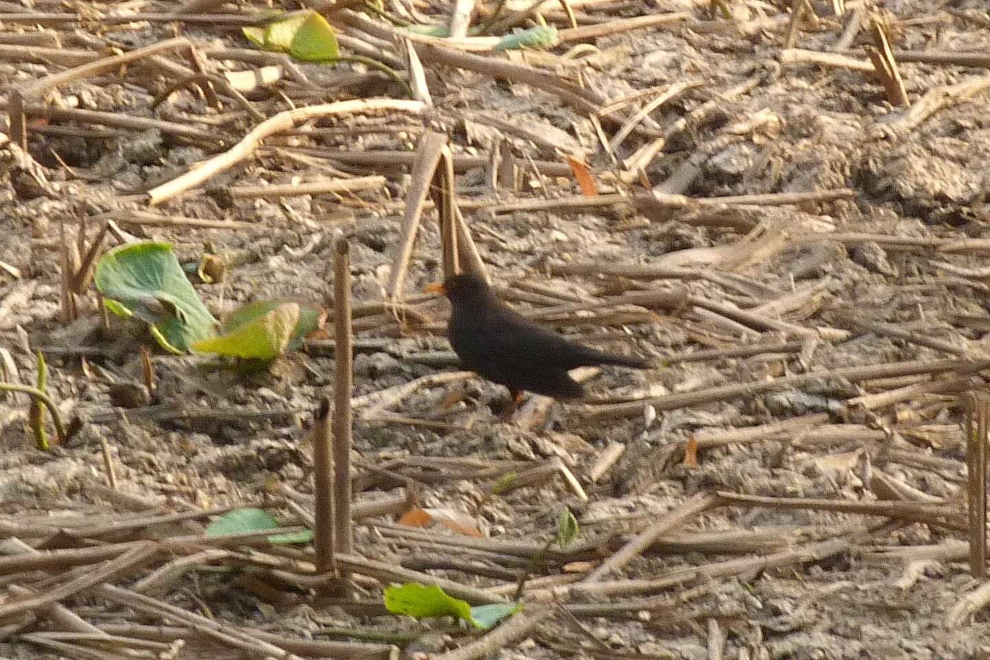 Image of Chinese Blackbird