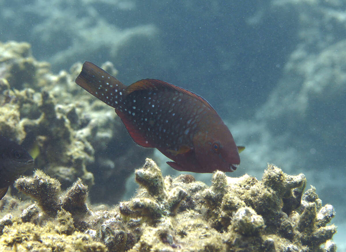 Image of Greenbelly Parrotfish