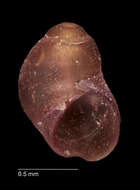 Image of Eatoniella globosa Ponder 1965