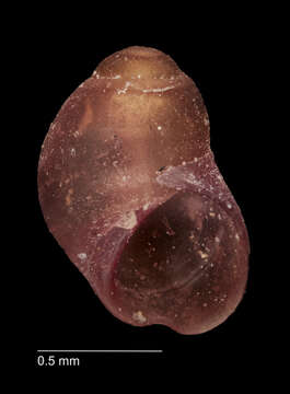 Image of Eatoniella globosa Ponder 1965