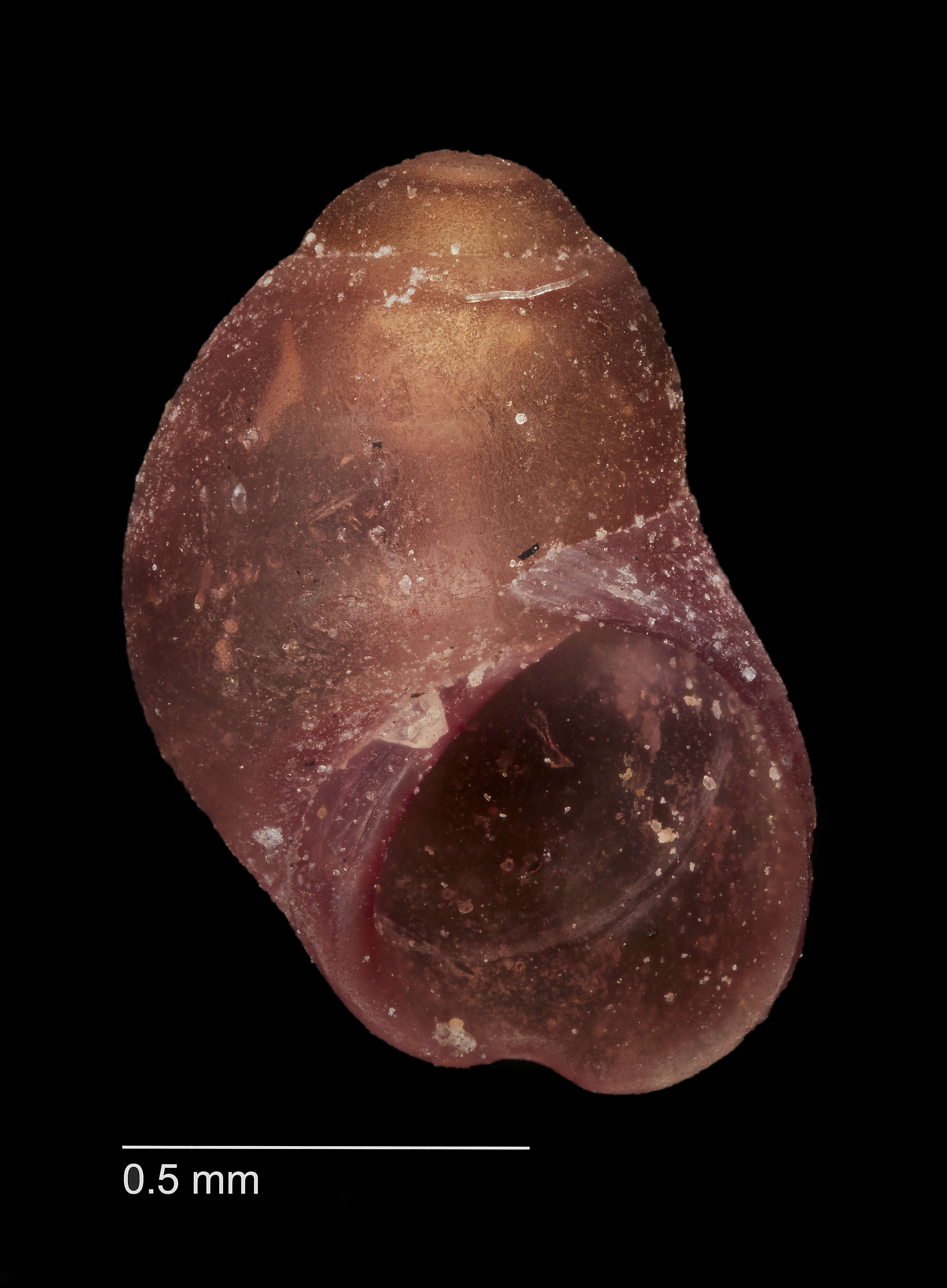 Image of Eatoniella globosa Ponder 1965