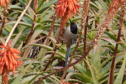 Image of Iberian Magpie