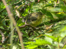 Image of Aberrant Bush Warbler