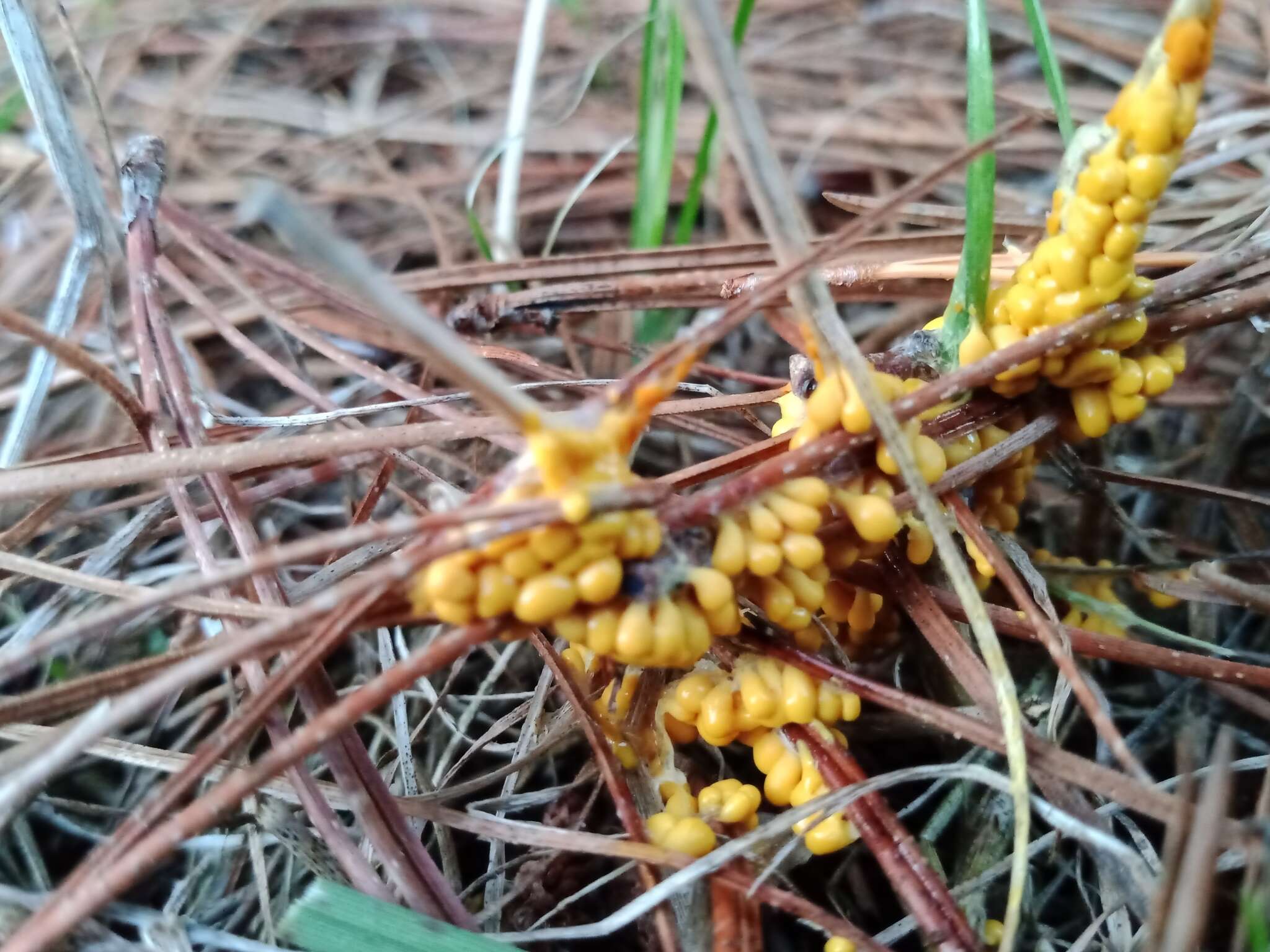 Image of Egg-shell Slime Mould