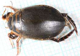 Image of Grooved Diving Beetle