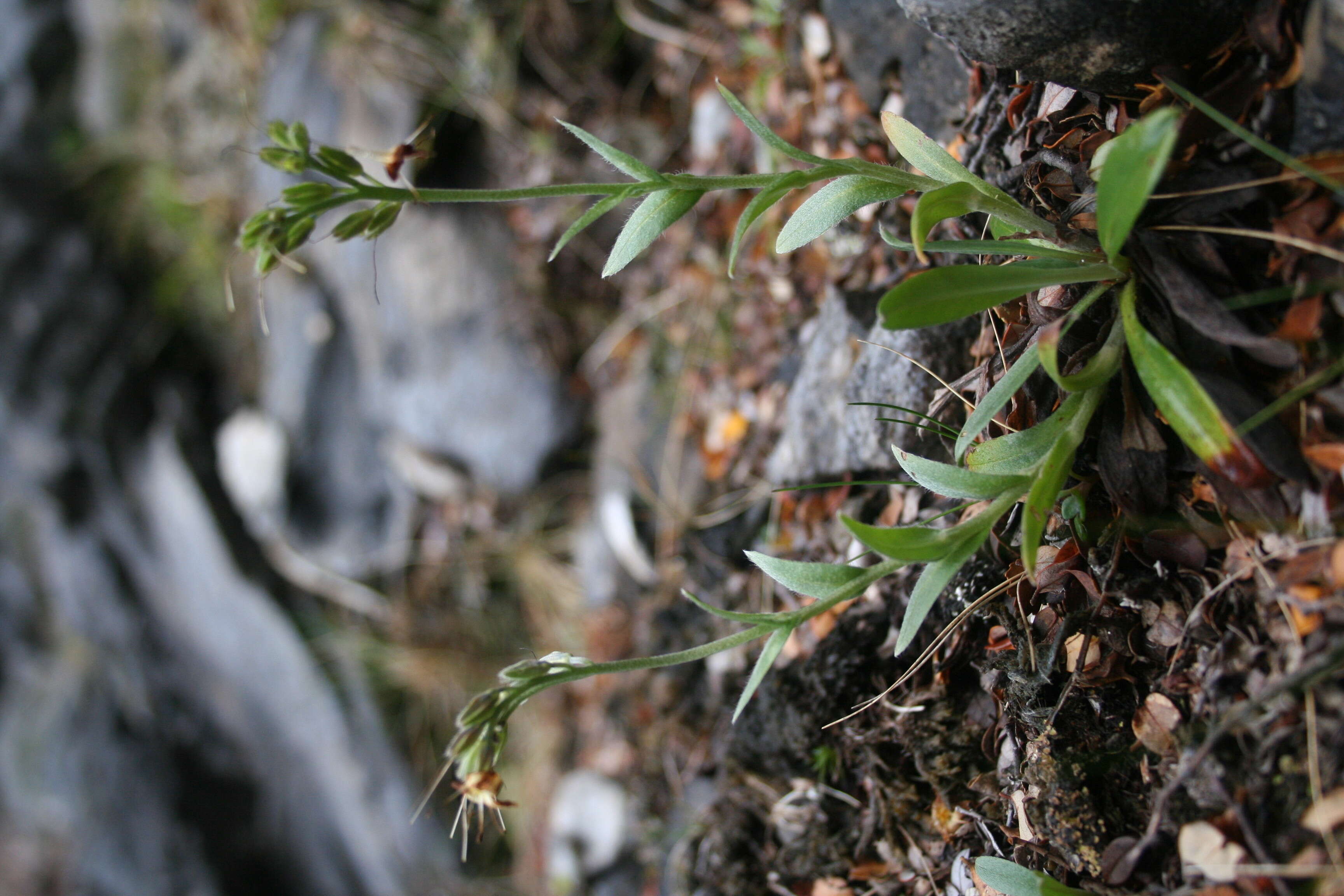 Image of Myosotis concinna Cheesem.