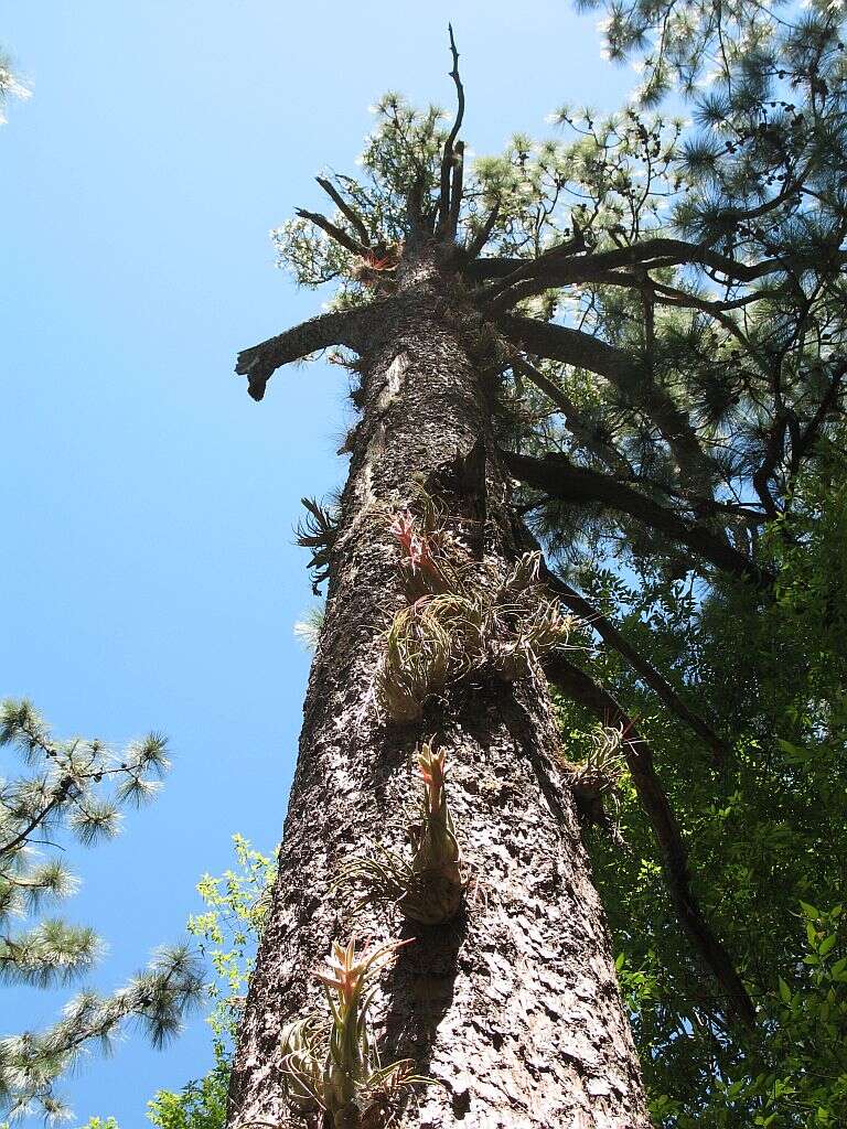 Imagem de Tillandsia seleriana Mez