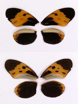 Image of Heliconiini