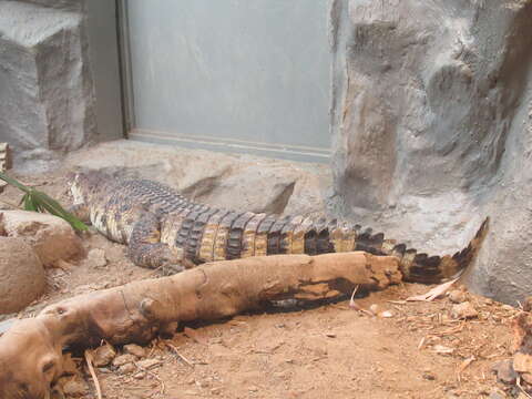 Image of Philippine crocodile