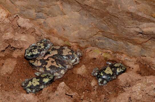 Image of marbled rubber frog