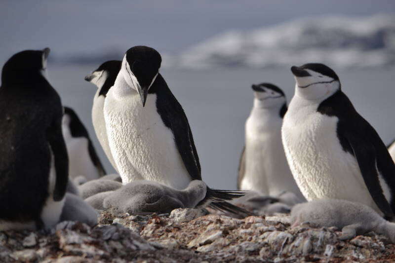 Sakallı penguen resmi