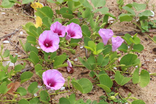 Ipomoea pes-caprae (L.) R. Brown resmi