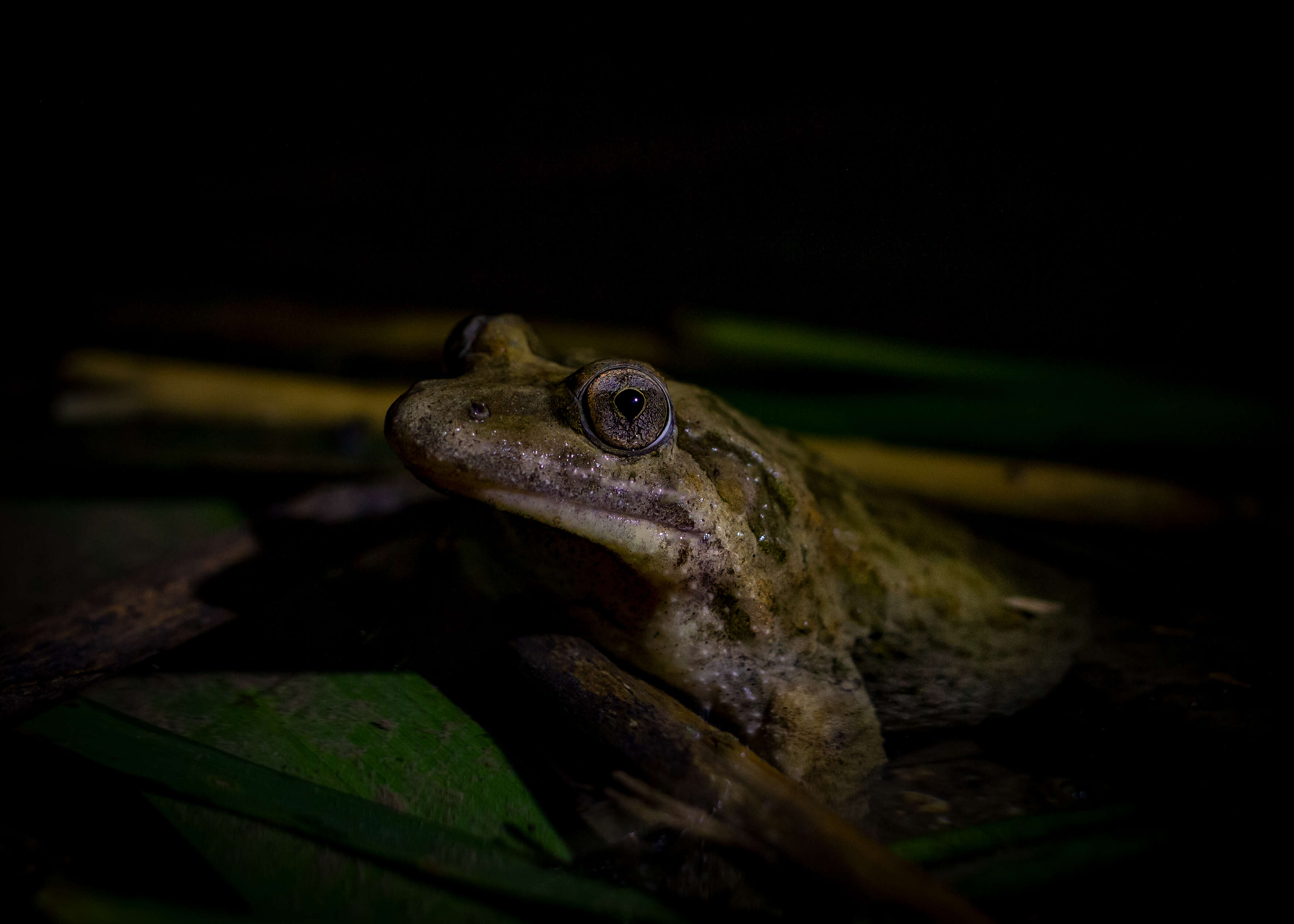 Image of Painted Frog