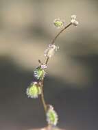 Image of sandweed