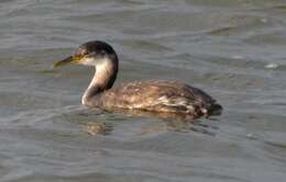 Image of Red-necked Grebe