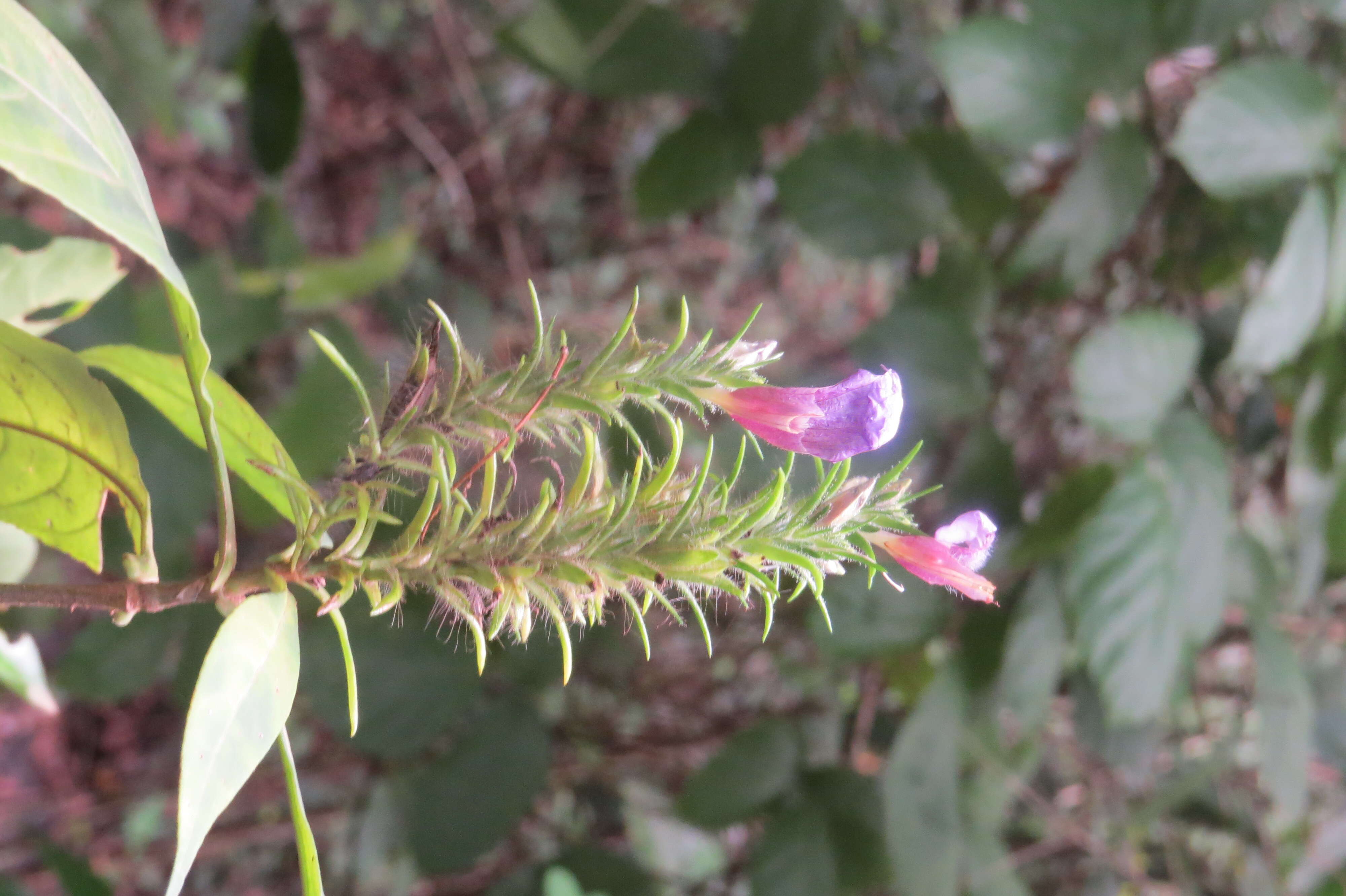 Strobilanthes integrifolius (Dalz.) Kuntze resmi