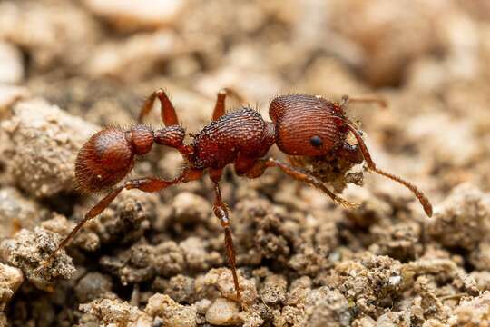 Image of Pogonomyrmex imberbiculus Wheeler 1902