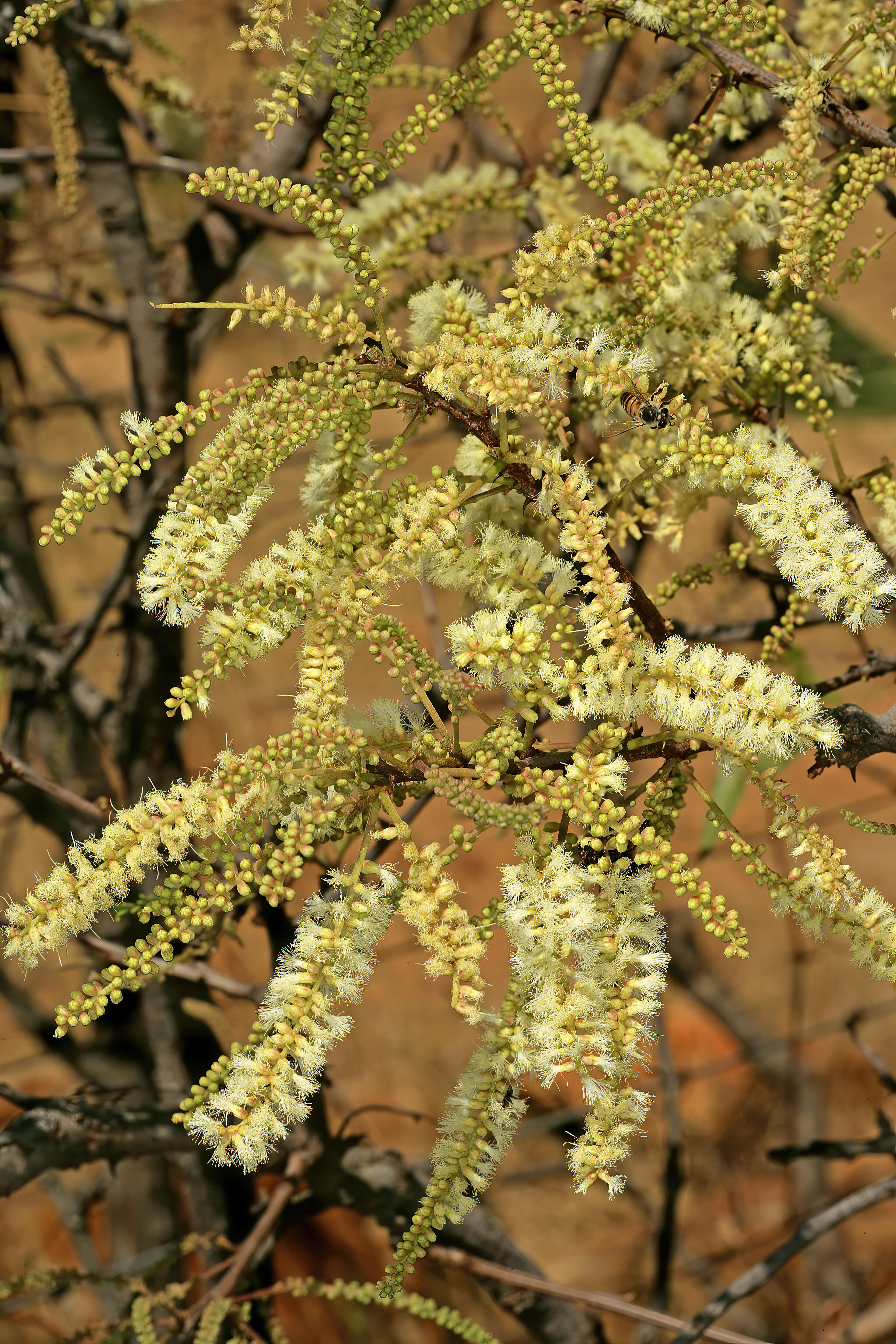 Image of Senegalia hereroensis (Engl.) Kyal. & Boatwr.