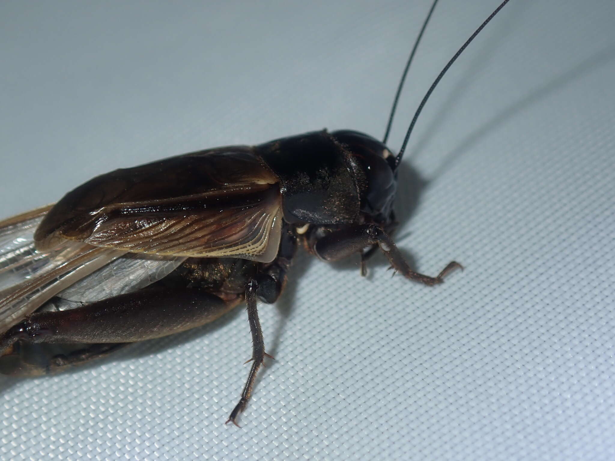 Image of black field cricket