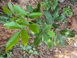 Image of Aglaia elaeagnoidea