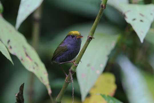 Image of Slaty-bellied Tesia