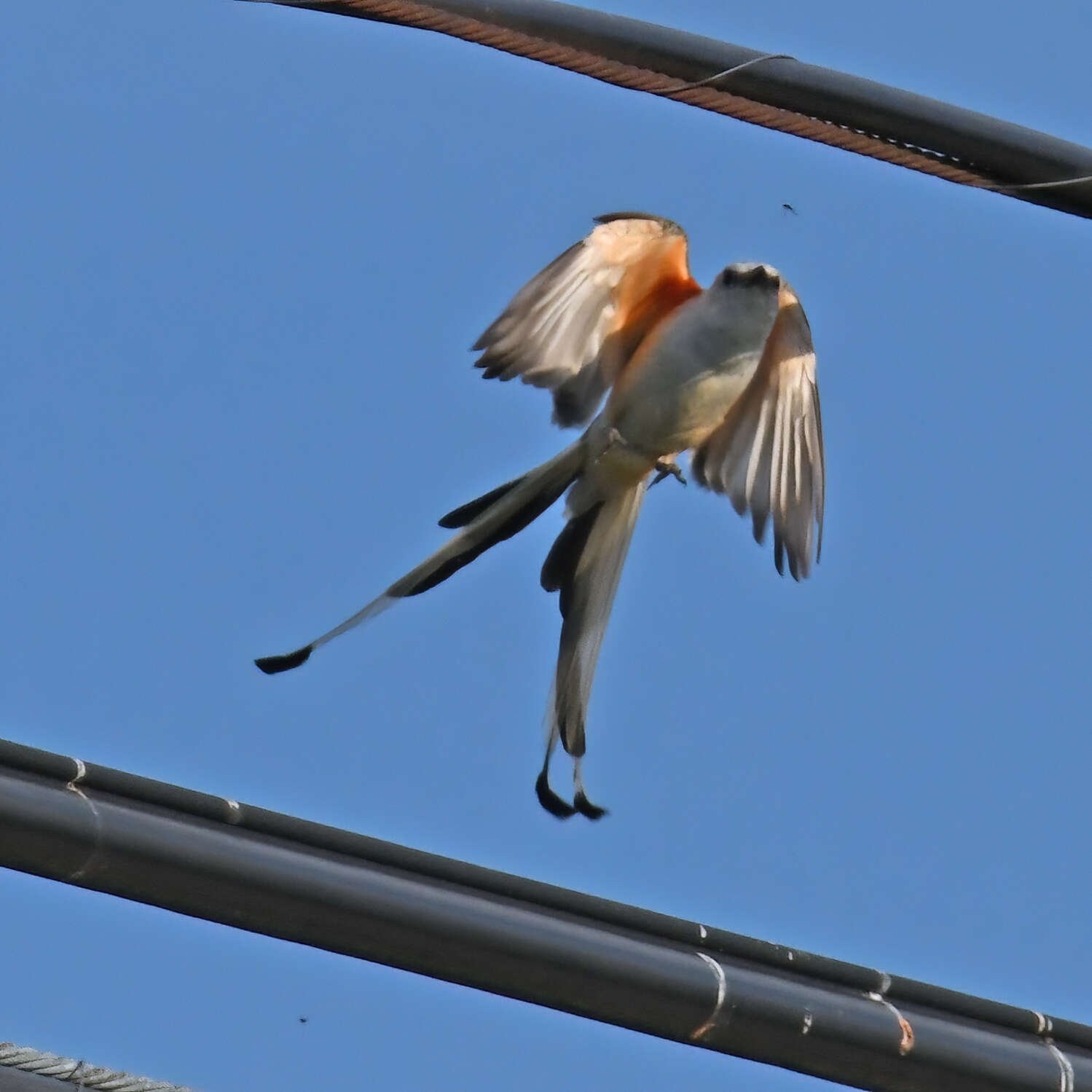 Image of Scissor-tailed Flycatcher