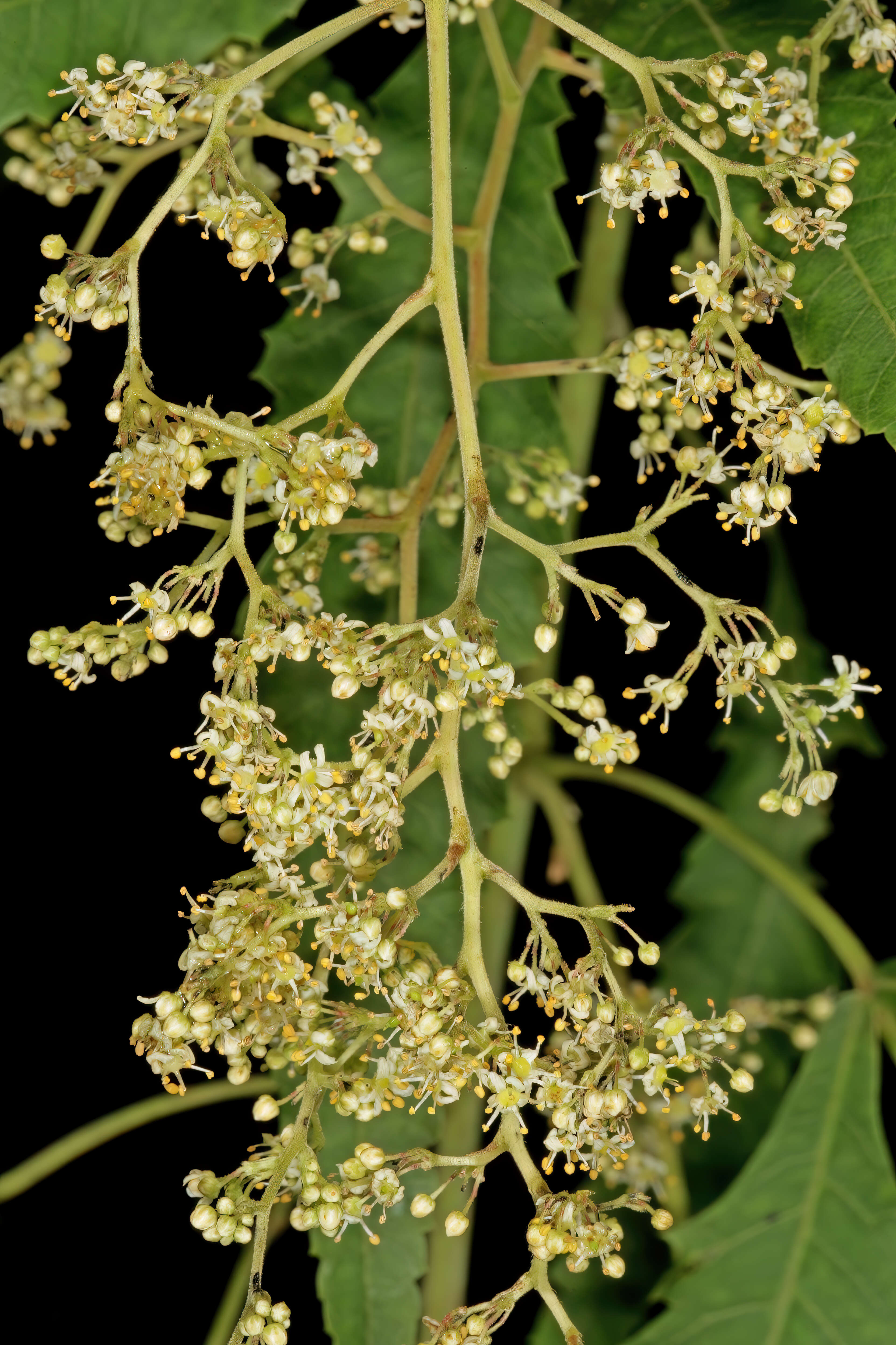 Image of African poison oak