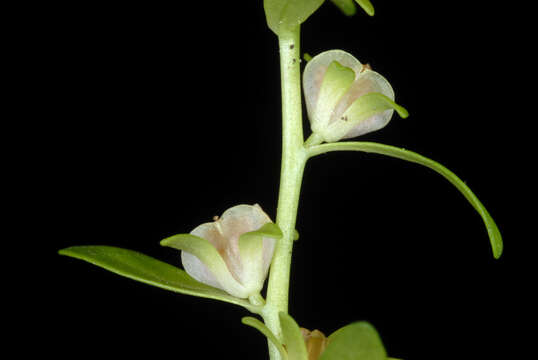 Image of american speedwell