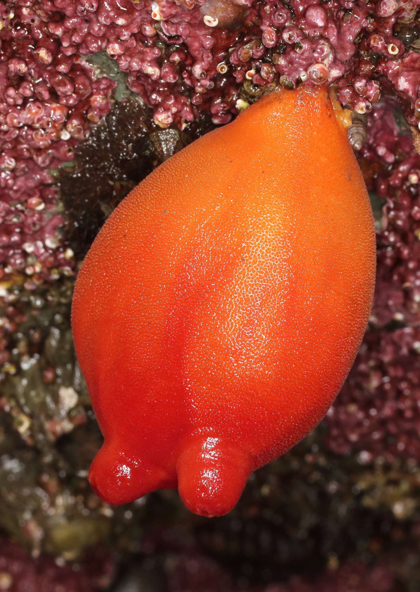 Image of Sea peach