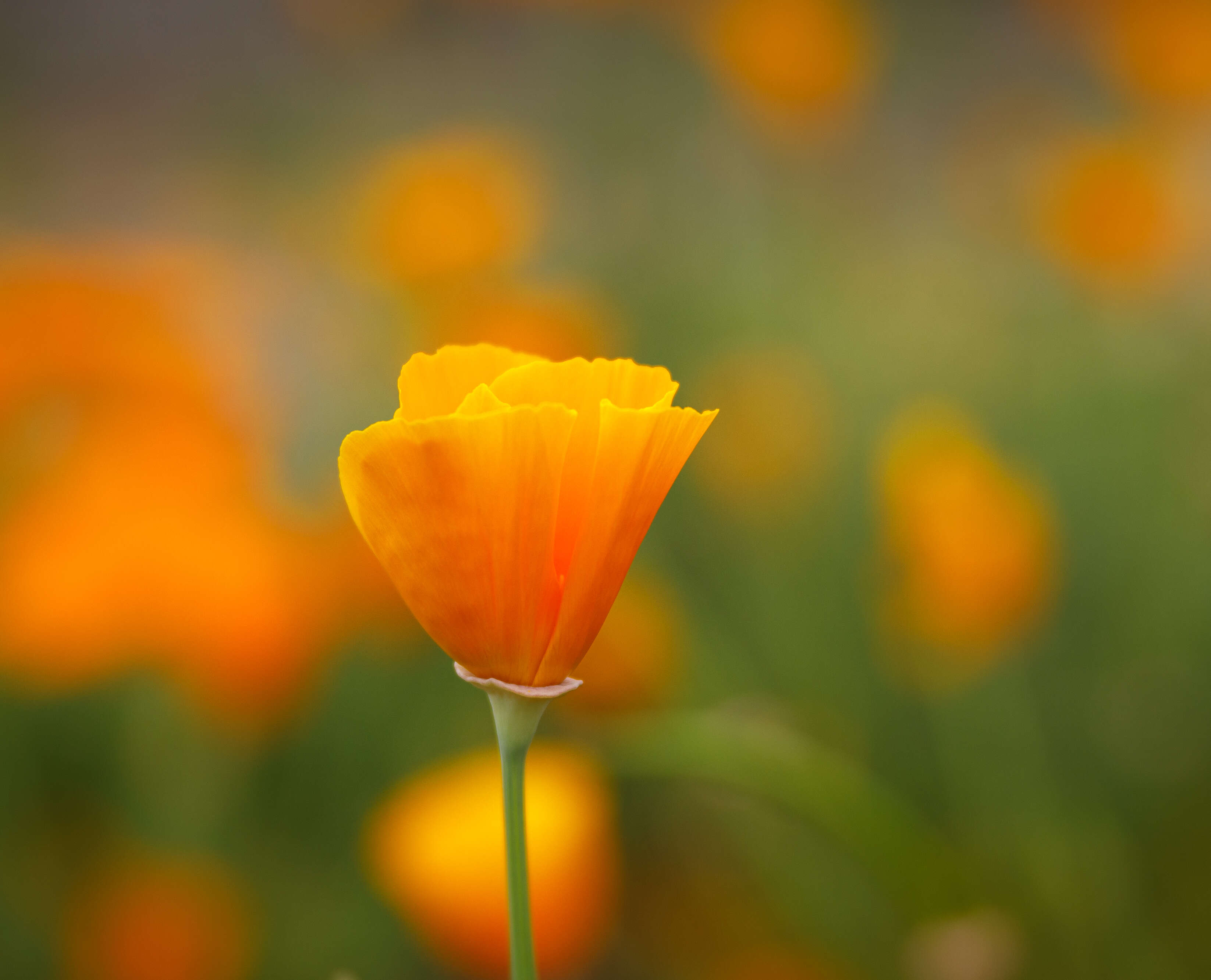 Image of California poppy