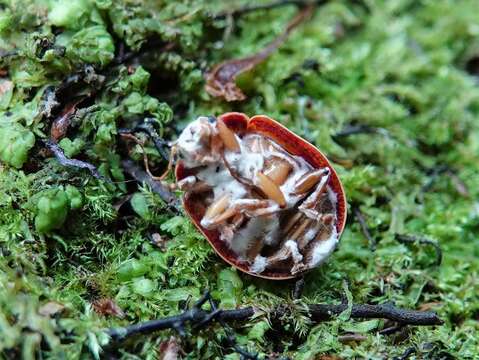 Image of Paropsis charybdis