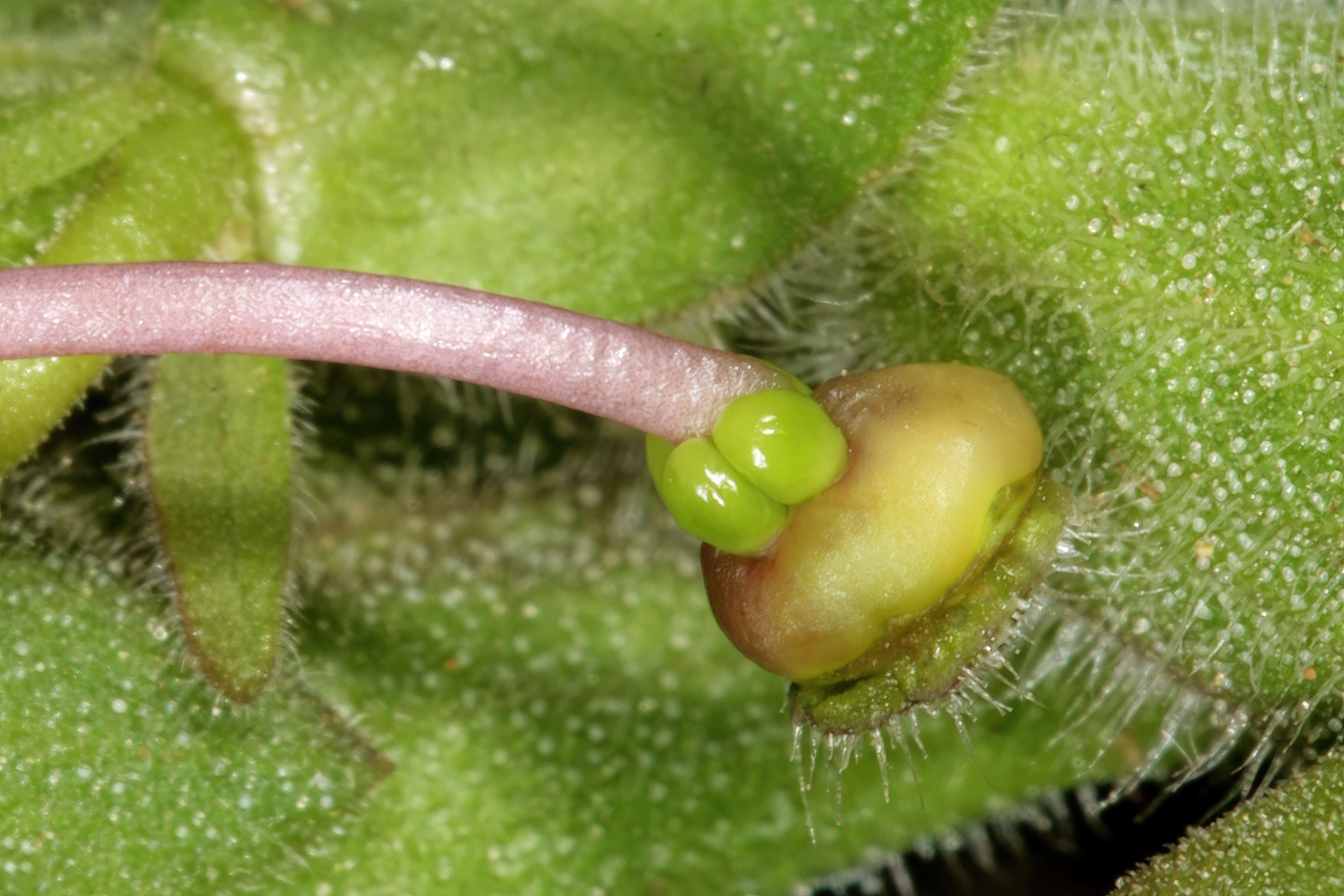 Image of Dune sage