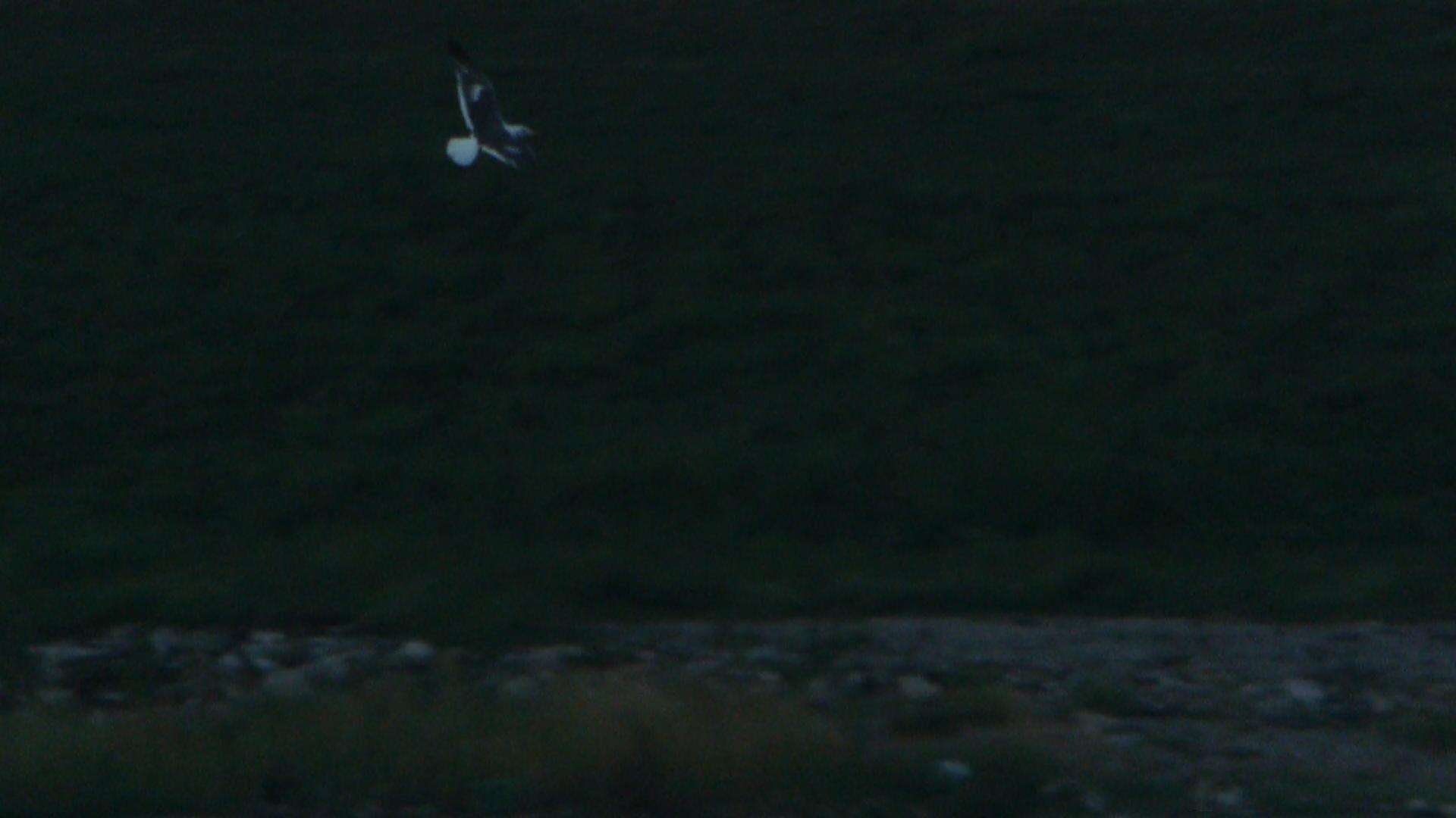 Image of Lesser Black-backed Gull