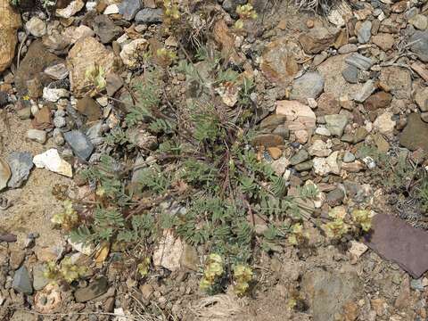 Image of arcane milkvetch