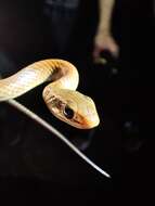 Image of Chinese Ratsnake