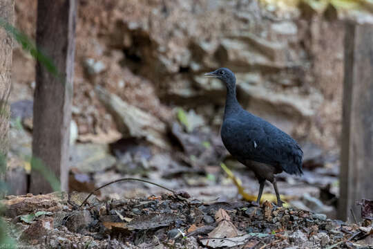 Image of Black Tinamou