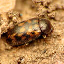 Слика од Tetratoma (Abstrulia) tessellata Melsheimer 1844