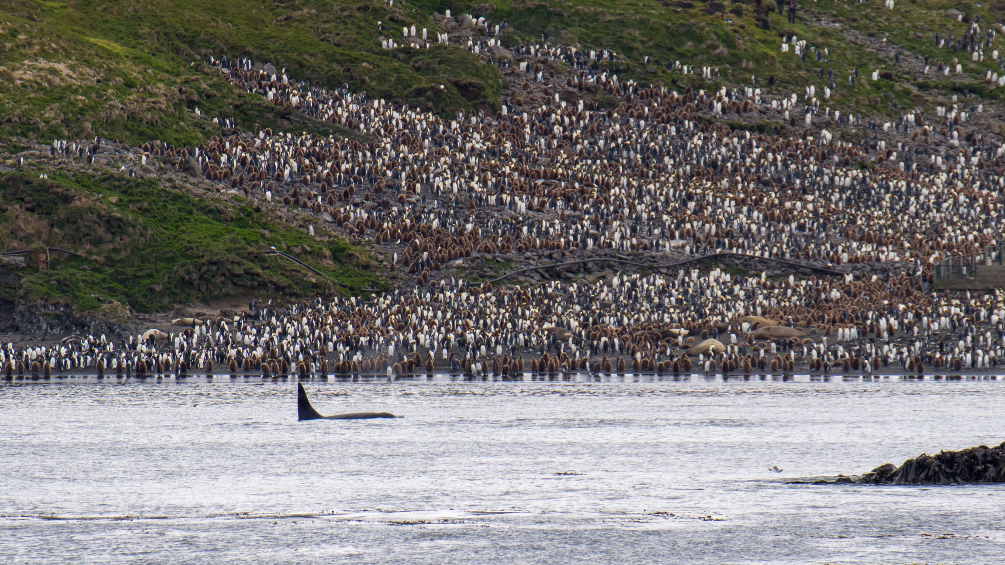 Image of killer whale