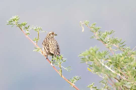 Phytotoma rara Molina 1782的圖片