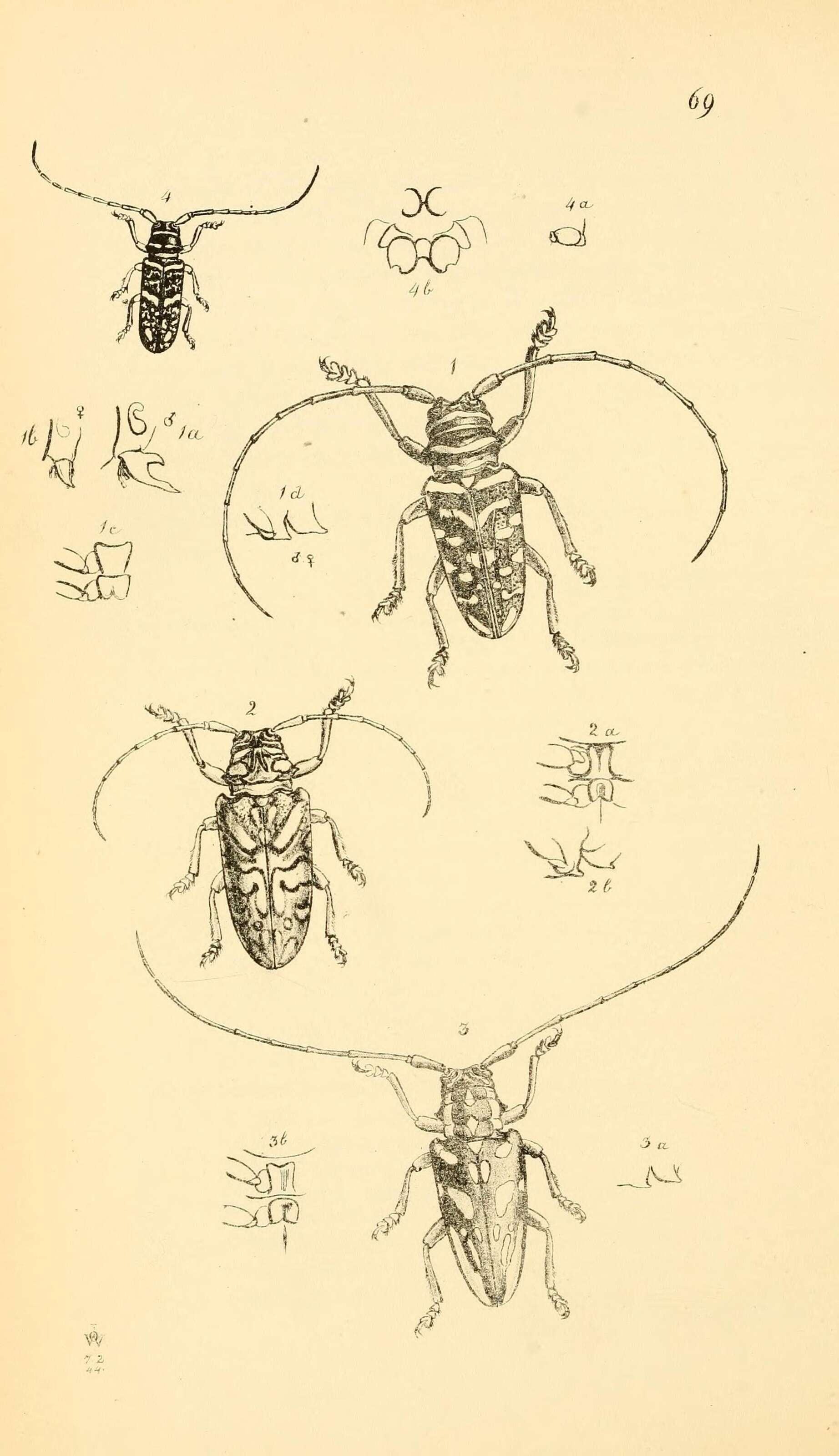 Image of Anatragus