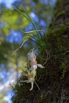 Imagem de Holcoglossum quasipinifolium (Hayata) Schltr.